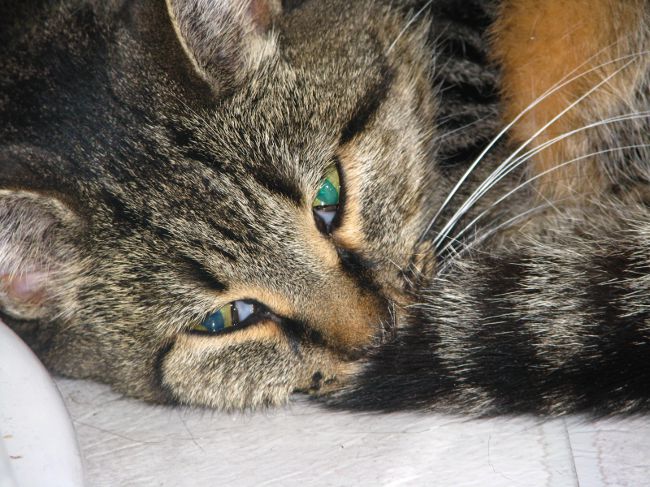 Toxoplasmos hos katter