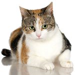 Trefärgade katter