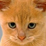Katter har festering ögon: vad man ska göra Katter har festering ögon: vad man ska göra