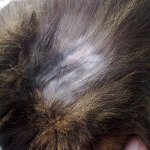 Katten har ull
