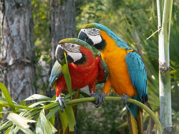 Ta hand om vågiga papegojor