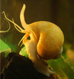 Sniglar i akvariet Sniglar i akvariet
