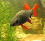 Installera akvariet Installera akvariet
