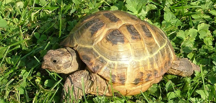 Typer av sköldpaddor: Vad du behöver komma ihåg innan du börjar?