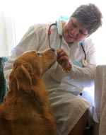 Besök till veterinären