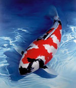 Japanska karpkoi