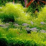 Javanese mos i ditt akvarium Javanese mos i ditt akvarium