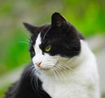 Varför äter katter gräs? Varför äter katter gräs?