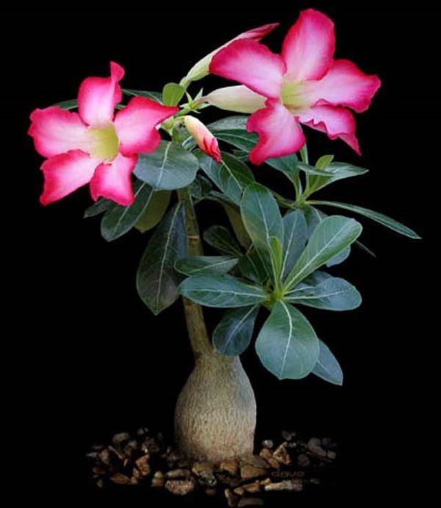 Ta hand om adenium