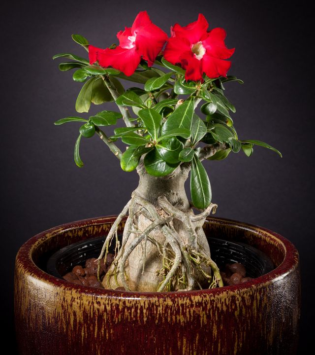 Ta hand om adenium
