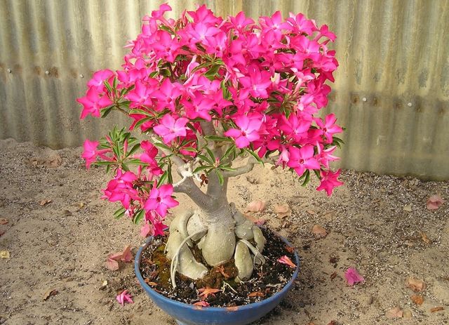 Ta hand om adenium