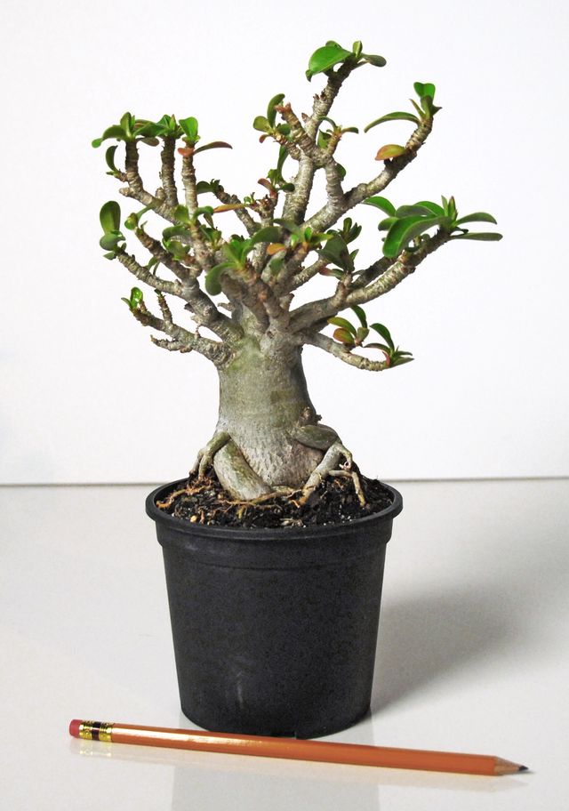Ta hand om adenium