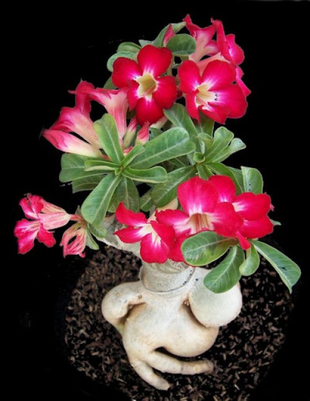 Ta hand om adenium