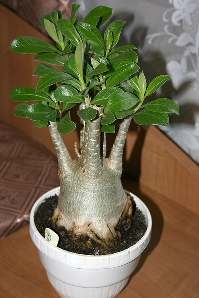 Ta hand om adenium