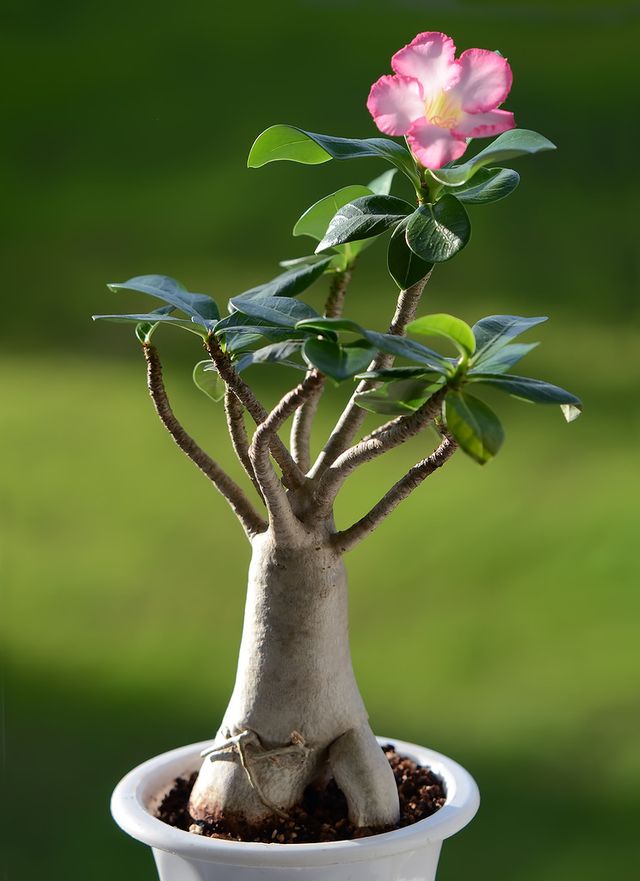 Adenium - hemvård (foto, video). Hur man sköter om ett blomstadena