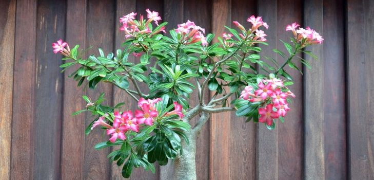 Ta hand om adenium