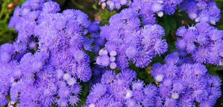 Ageratum: plantering och vård. Populära sorter