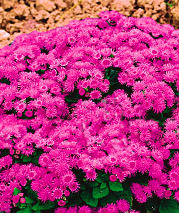 Ageratum: plantering och vård. Populära sorter