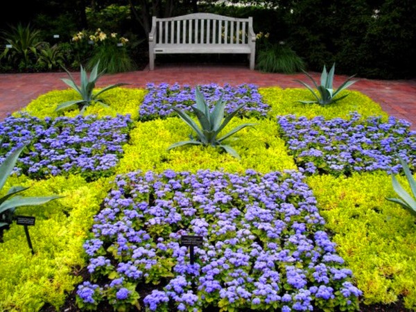 Ageratum: plantering och vård. Populära sorter