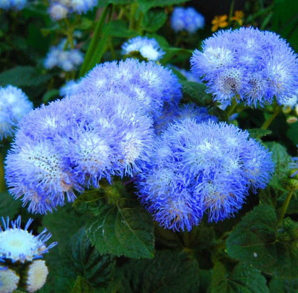 Ageratum: plantering och vård. Populära sorter