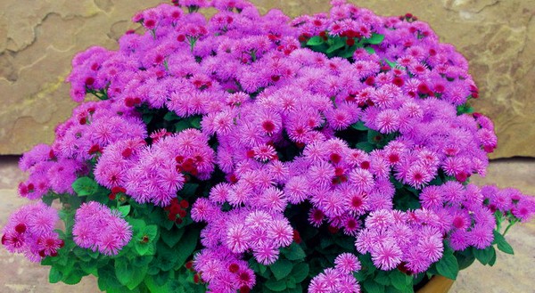Ageratum: plantering och vård. Populära sorter