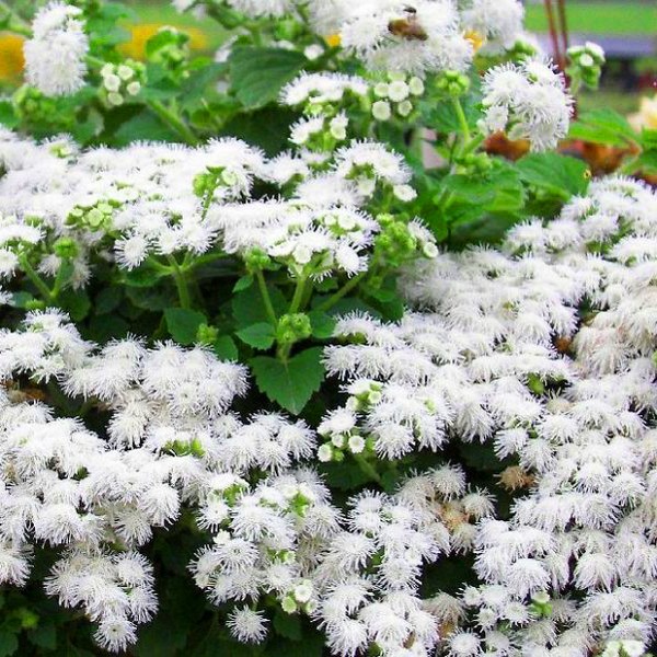Ageratum: plantering och vård. Populära sorter