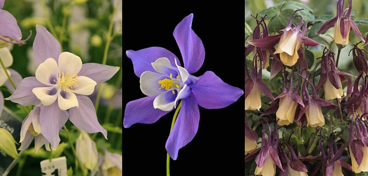 Aquilegia eller Elf Shoes