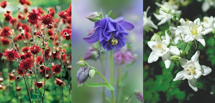 Aquilegia - odling och sorter