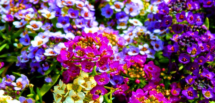 Alyssum: plantering och vård, bilder av de bästa sorterna