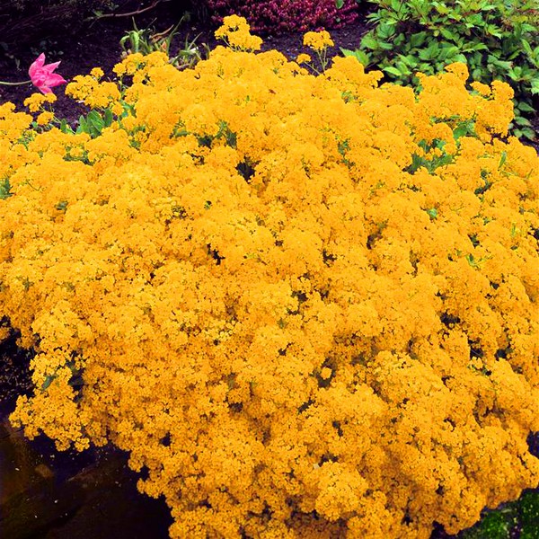 Alyssum: plantering och vård, bilder av de bästa sorterna