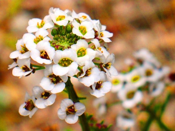 Alyssum: plantering och vård, bilder av de bästa sorterna