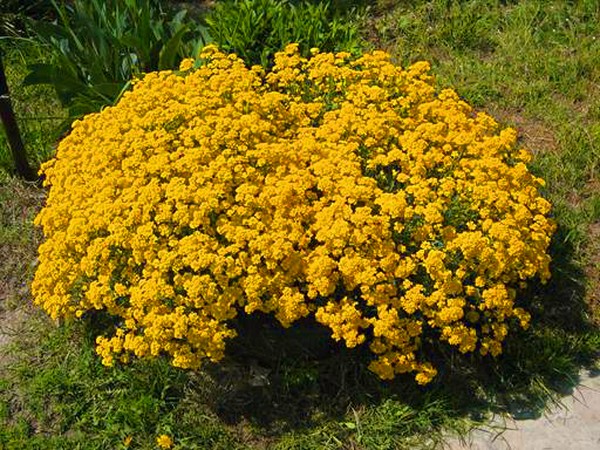 Alyssum: plantering och vård, bilder av de bästa sorterna