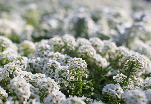 Alyssum: plantering och vård, bilder av de bästa sorterna
