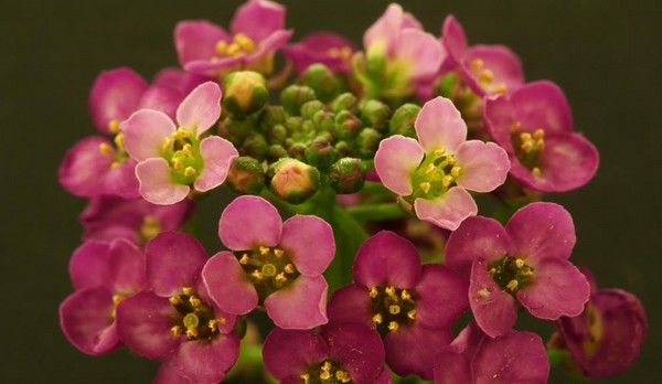 Alyssum: plantering och vård, bilder av de bästa sorterna