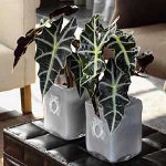 Alocasia och bryr sig om henne