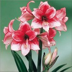 Amaryllis och hippeastrum: tvillingbröder Amaryllis och hippeastrum: tvillingbröder