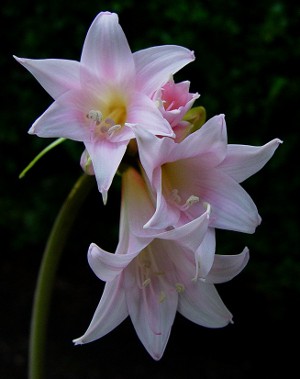 Amaryllis och hippeastrum: tvillingbröder Amaryllis och hippeastrum: tvillingbröder