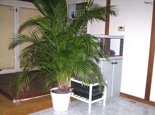 Areca. Hemvård