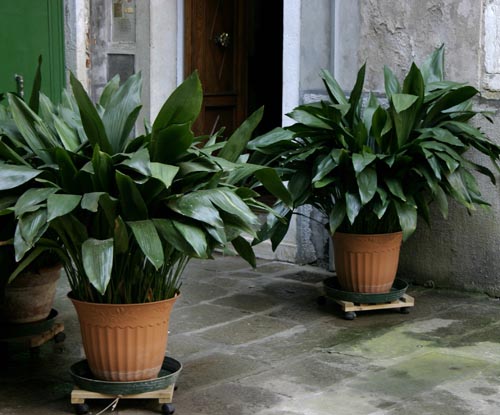 Aspidistra: arter och sorter
