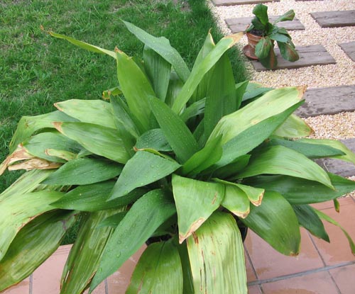 Aspidistra: foto och vård hemma