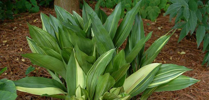Aspidistra: vård hemma, blommande, foto