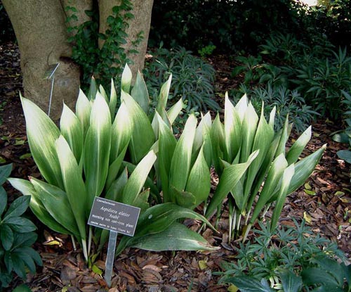 Aspidistra: hemvård