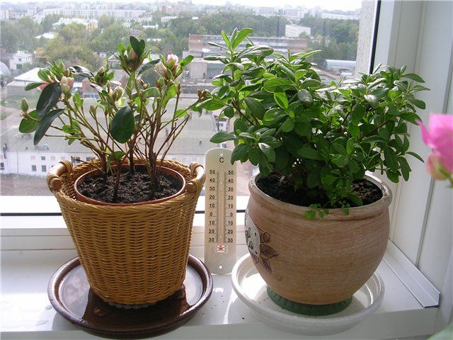 Ta hand om azalea