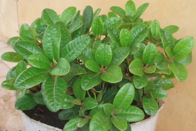Ta hand om azalea