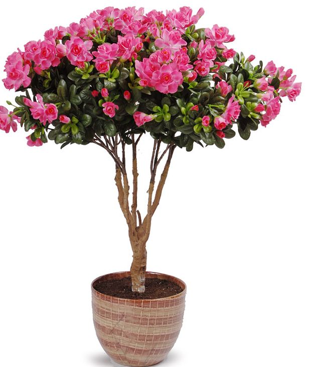 Ta hand om azalea