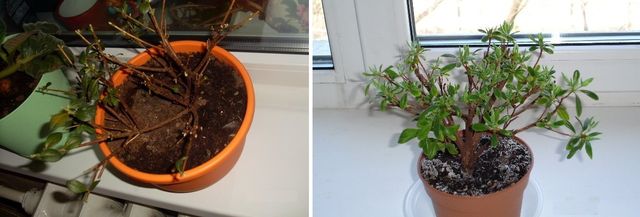 Ta hand om azalea