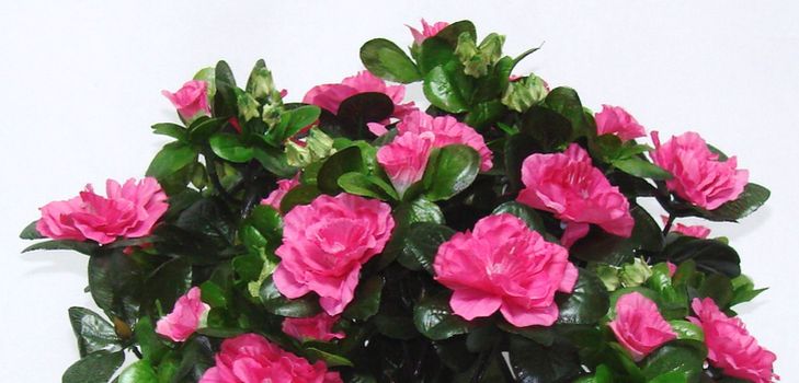 Ta hand om azalea