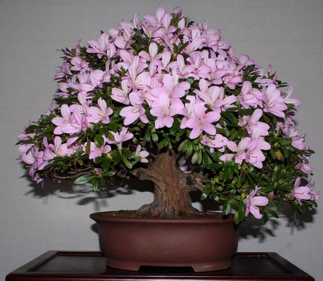 Ta hand om azalea