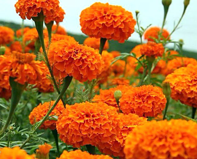 apelsinblommor