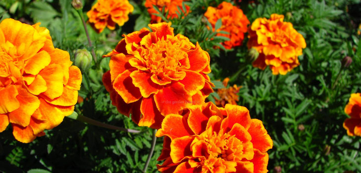 Blommor på plantor